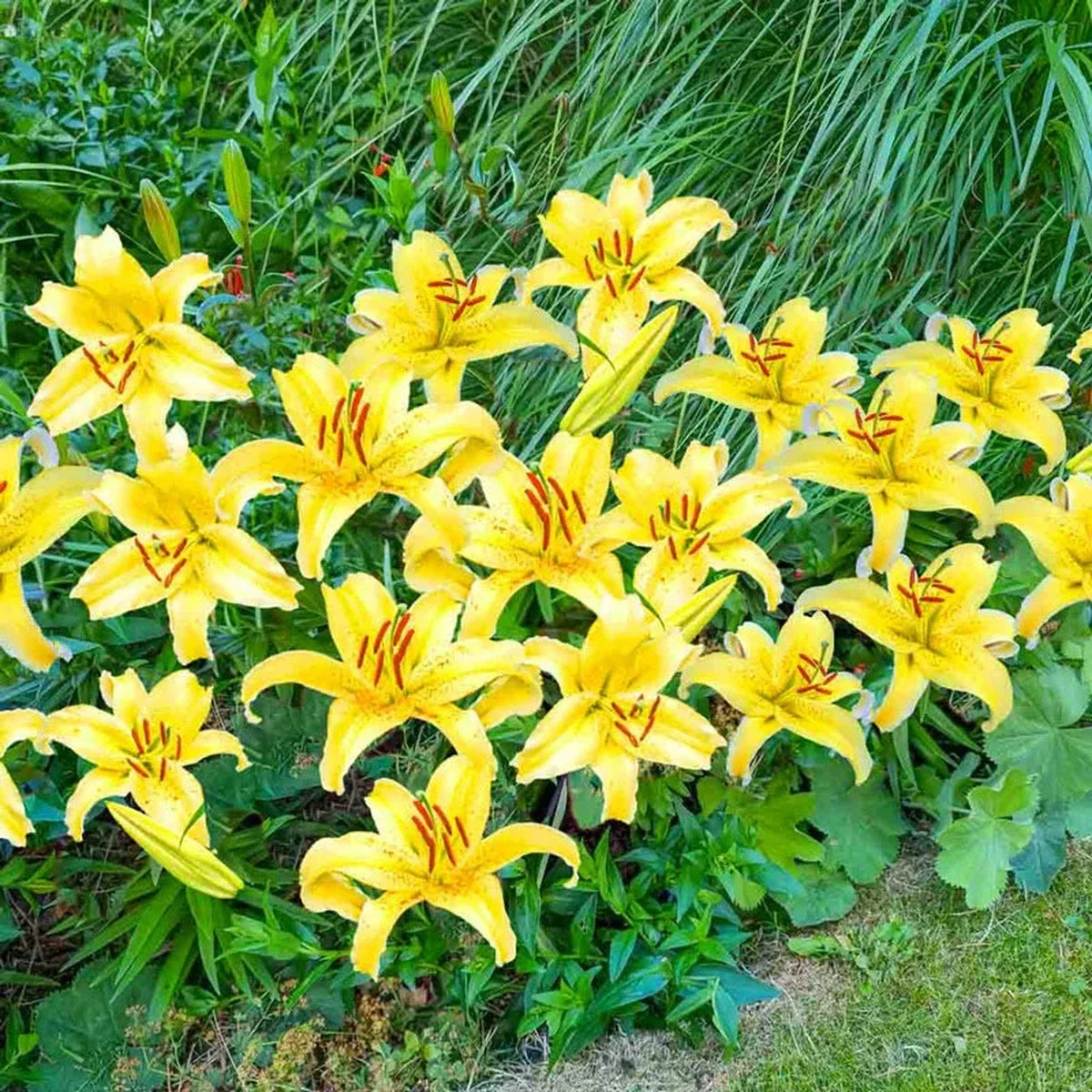 Gold Party Oriental Carpet Border Lily