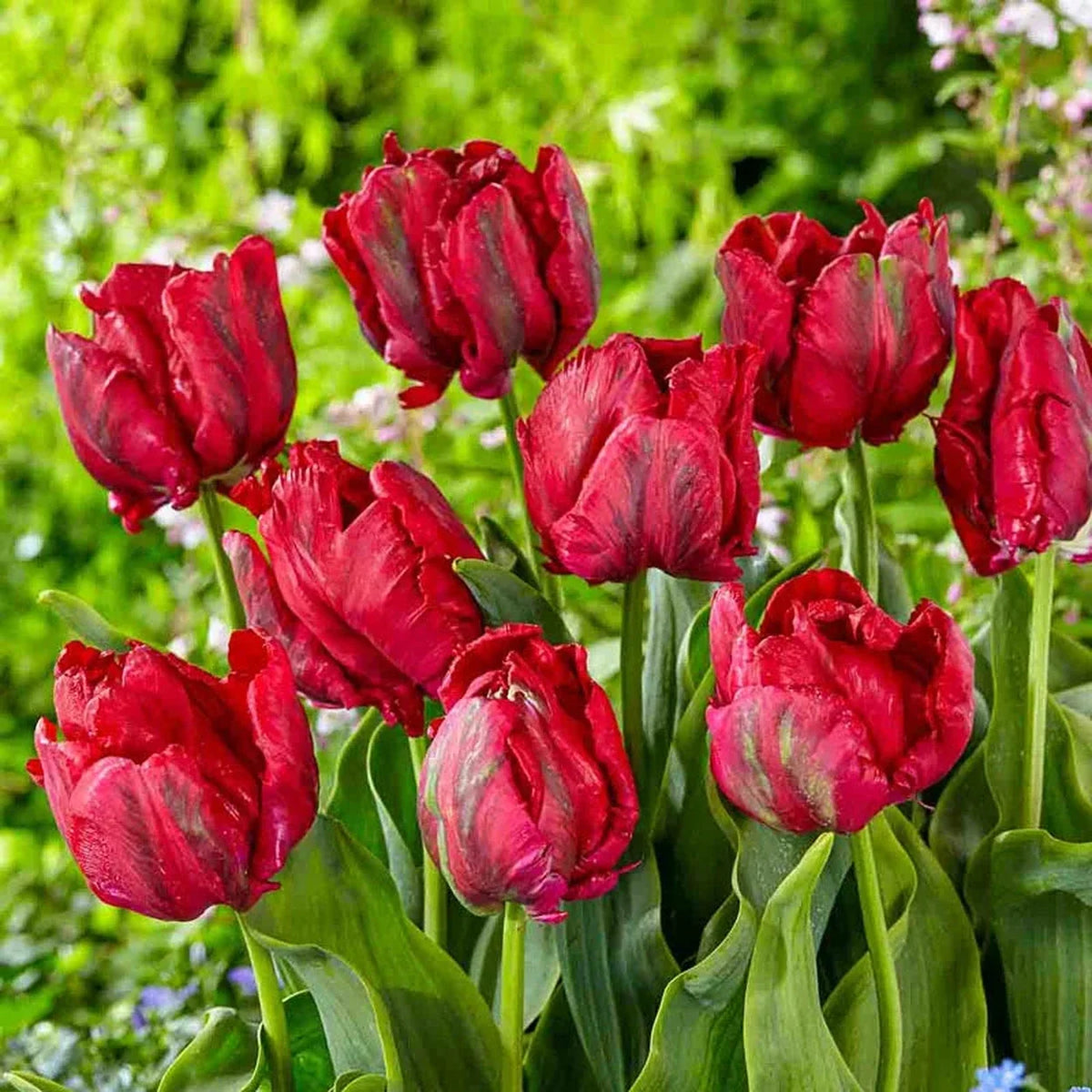 Red Madonna Parrot Tulip