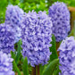 Delft Blue Hyacinth