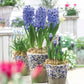 Delft Blue Hyacinth