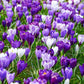 Delft Blue Crocus Mixture