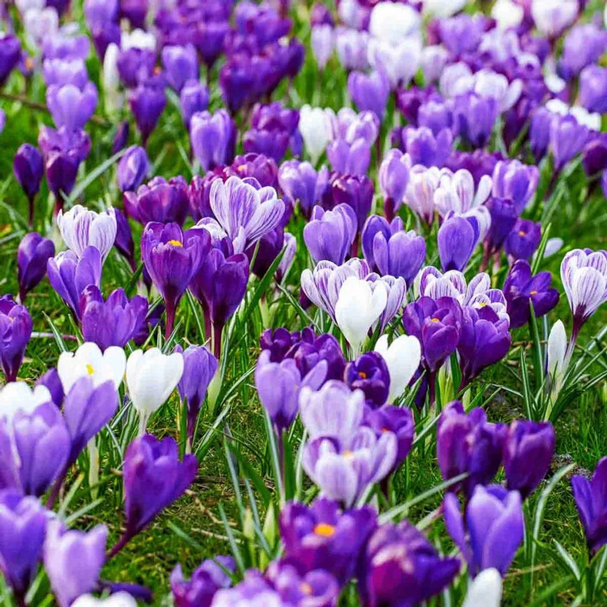 Delft Blue Crocus Mixture