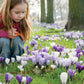 Delft Blue Crocus Mixture