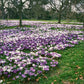 Delft Blue Crocus Mixture
