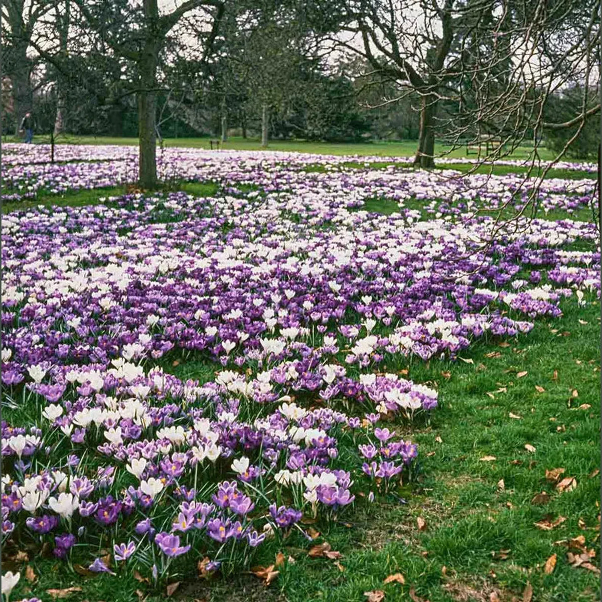 Delft Blue Crocus Mixture
