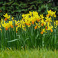 Jetfire Daffodil