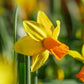 Jetfire Daffodil