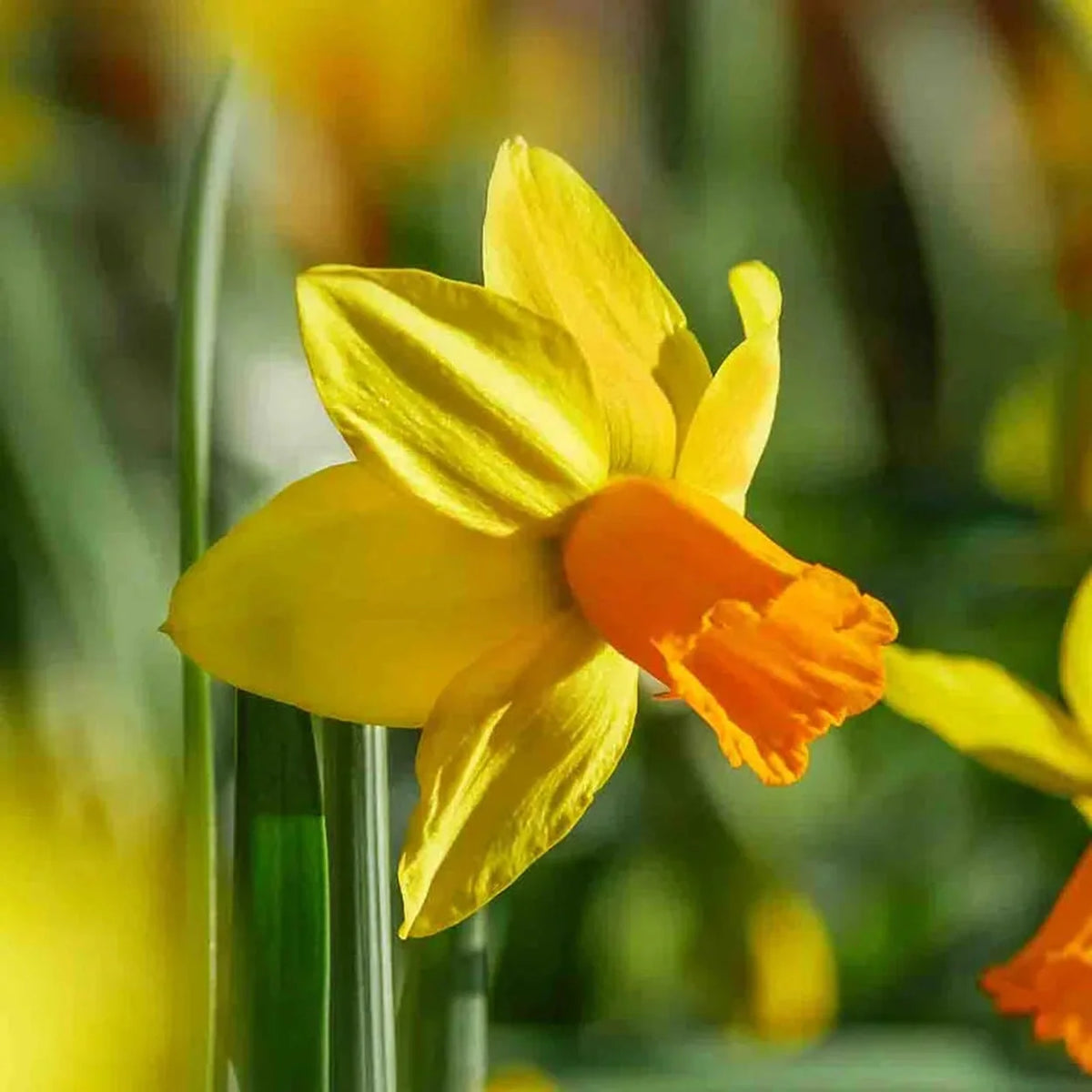 Jetfire Daffodil