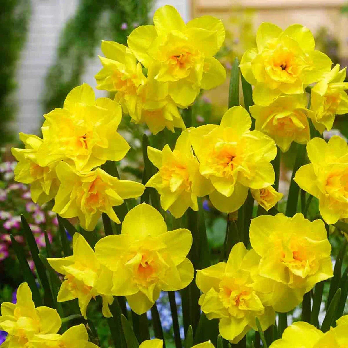 Golden Delicious Daffodil