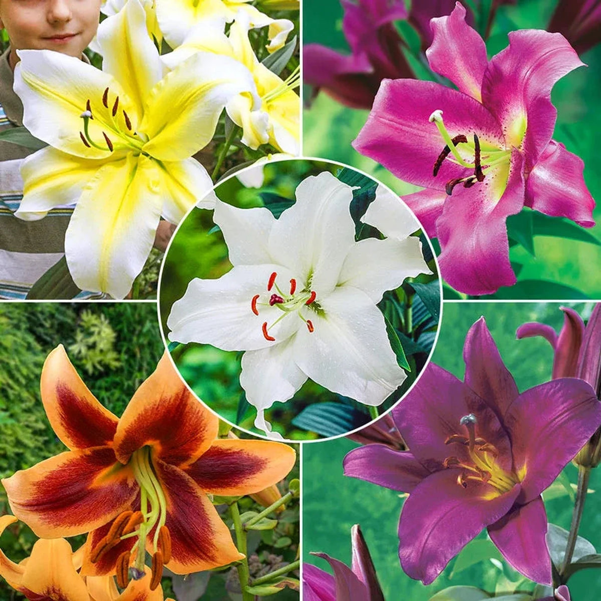 Classic Lily Tree Collection