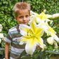 Classic Lily Tree Collection