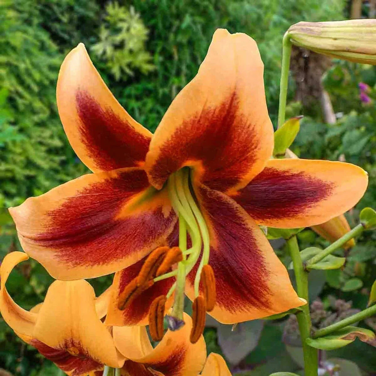 Classic Lily Tree Collection