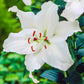 Classic Lily Tree Collection