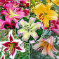 Spotlight Lily Tree Collection