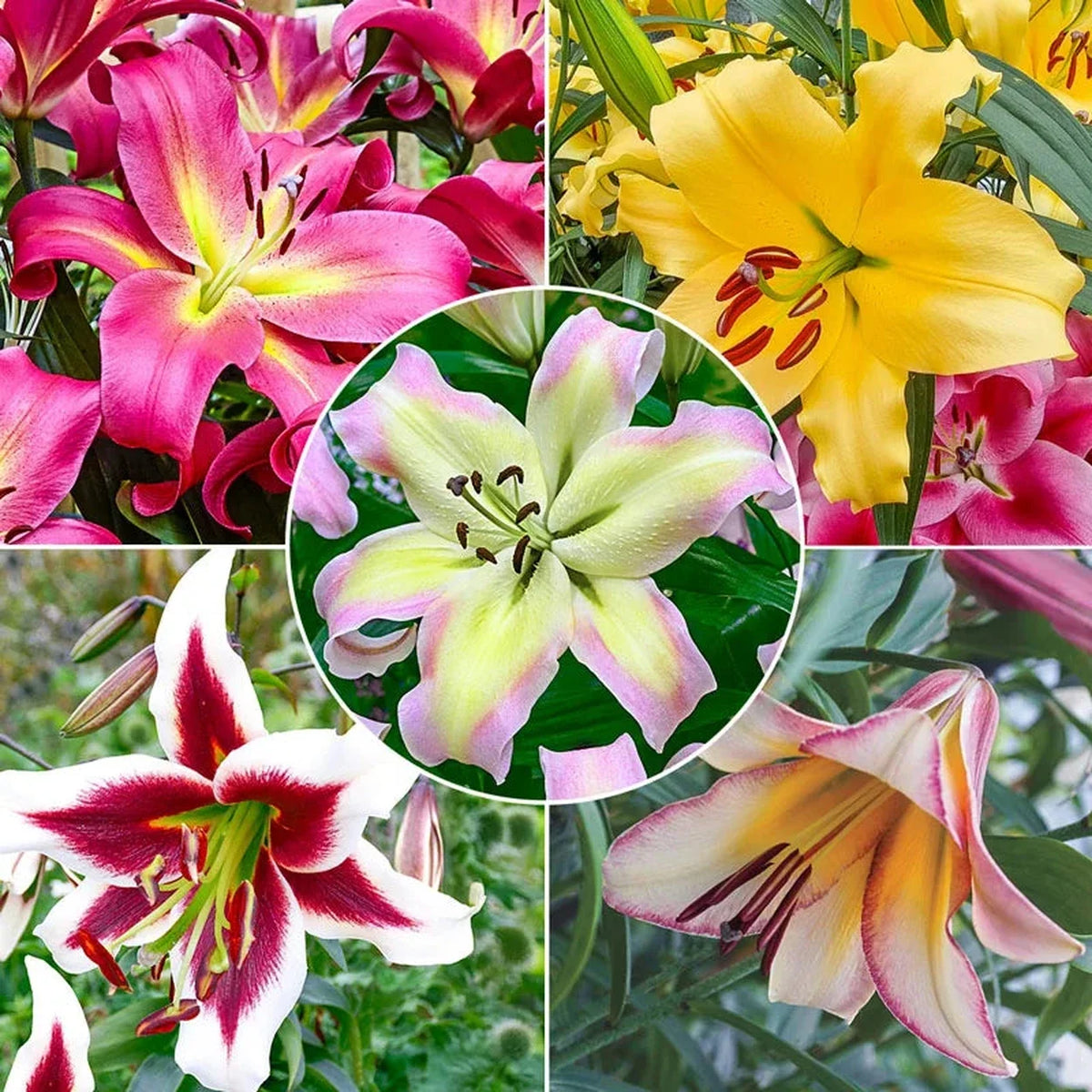 Spotlight Lily Tree Collection