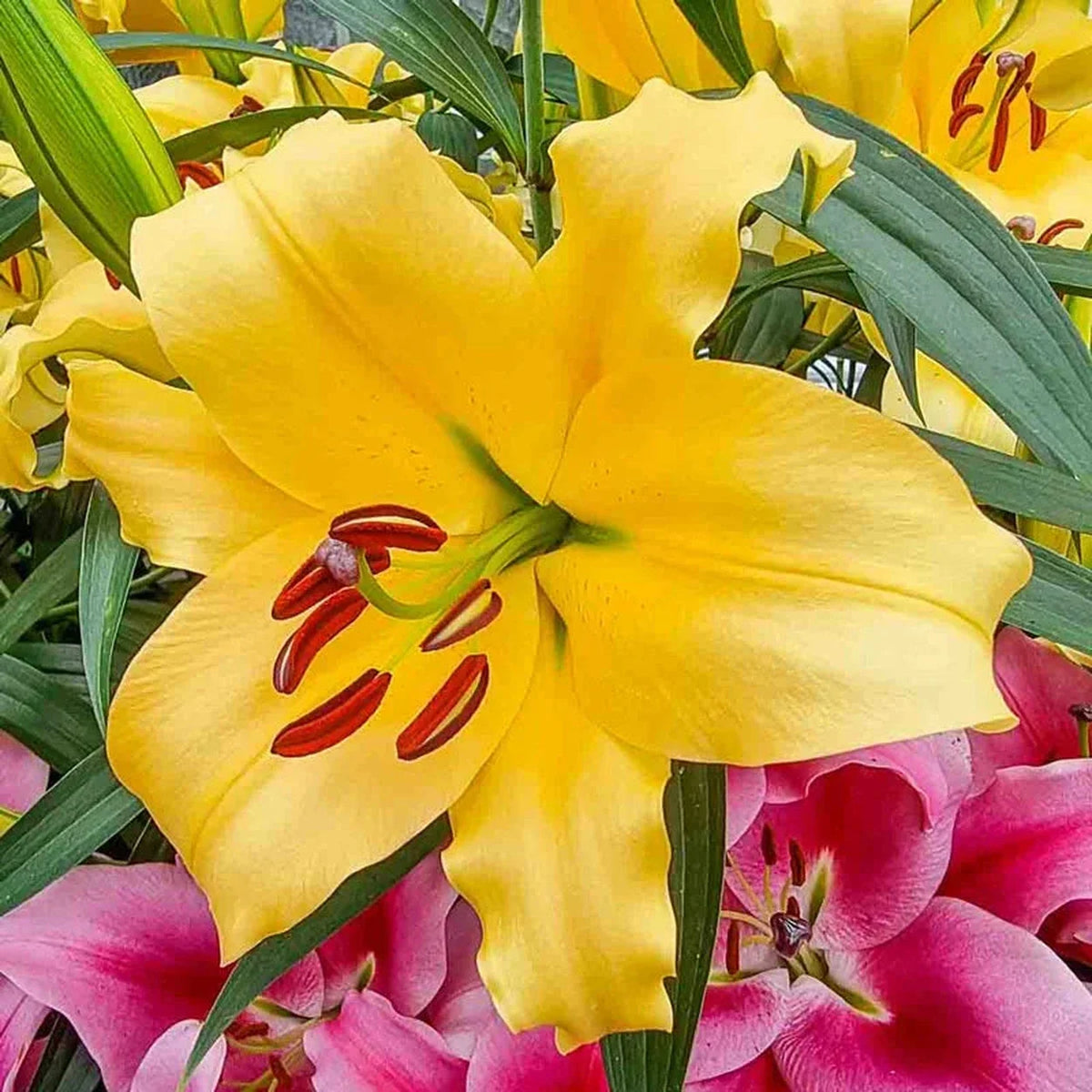 Spotlight Lily Tree Collection