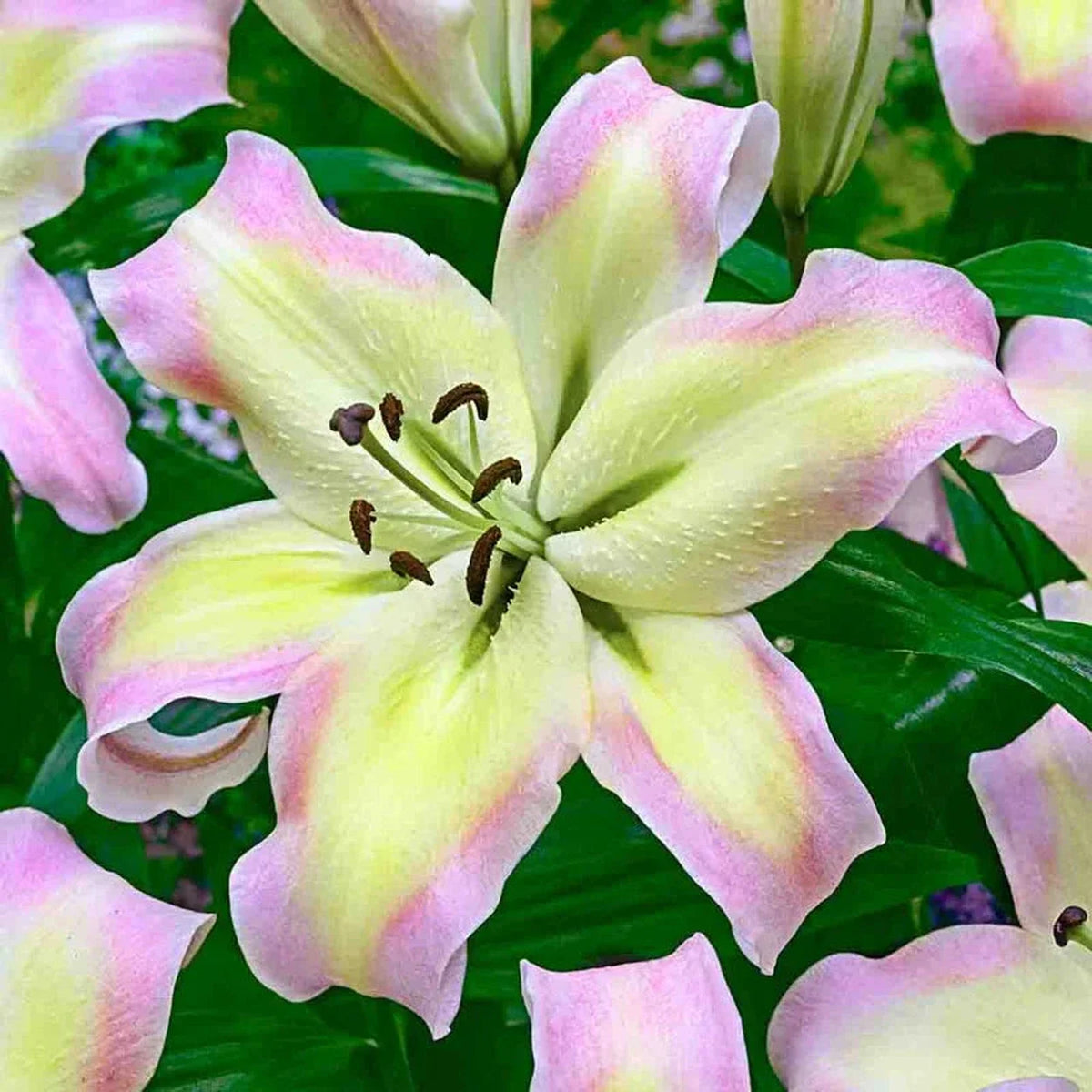 Spotlight Lily Tree Collection