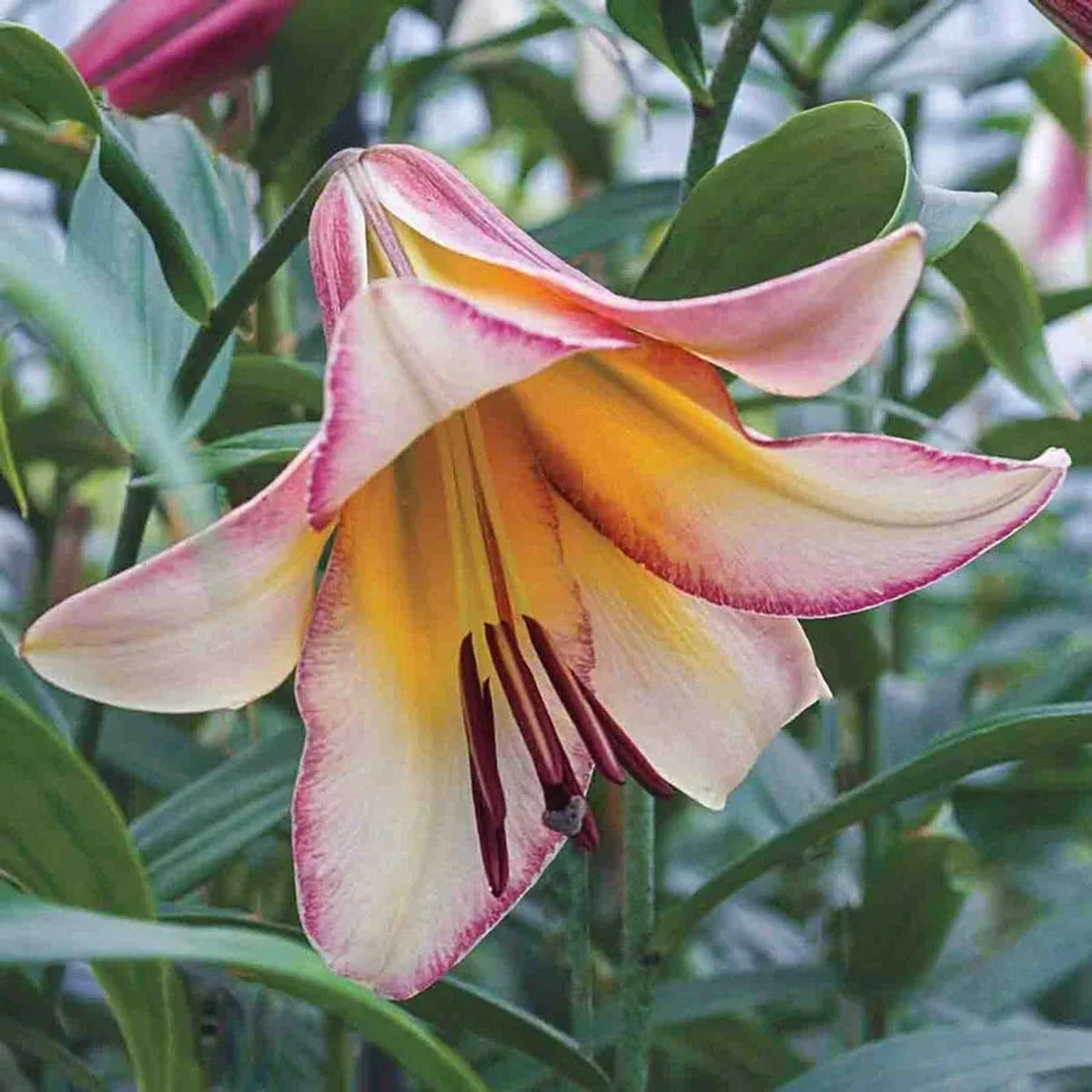 Spotlight Lily Tree Collection