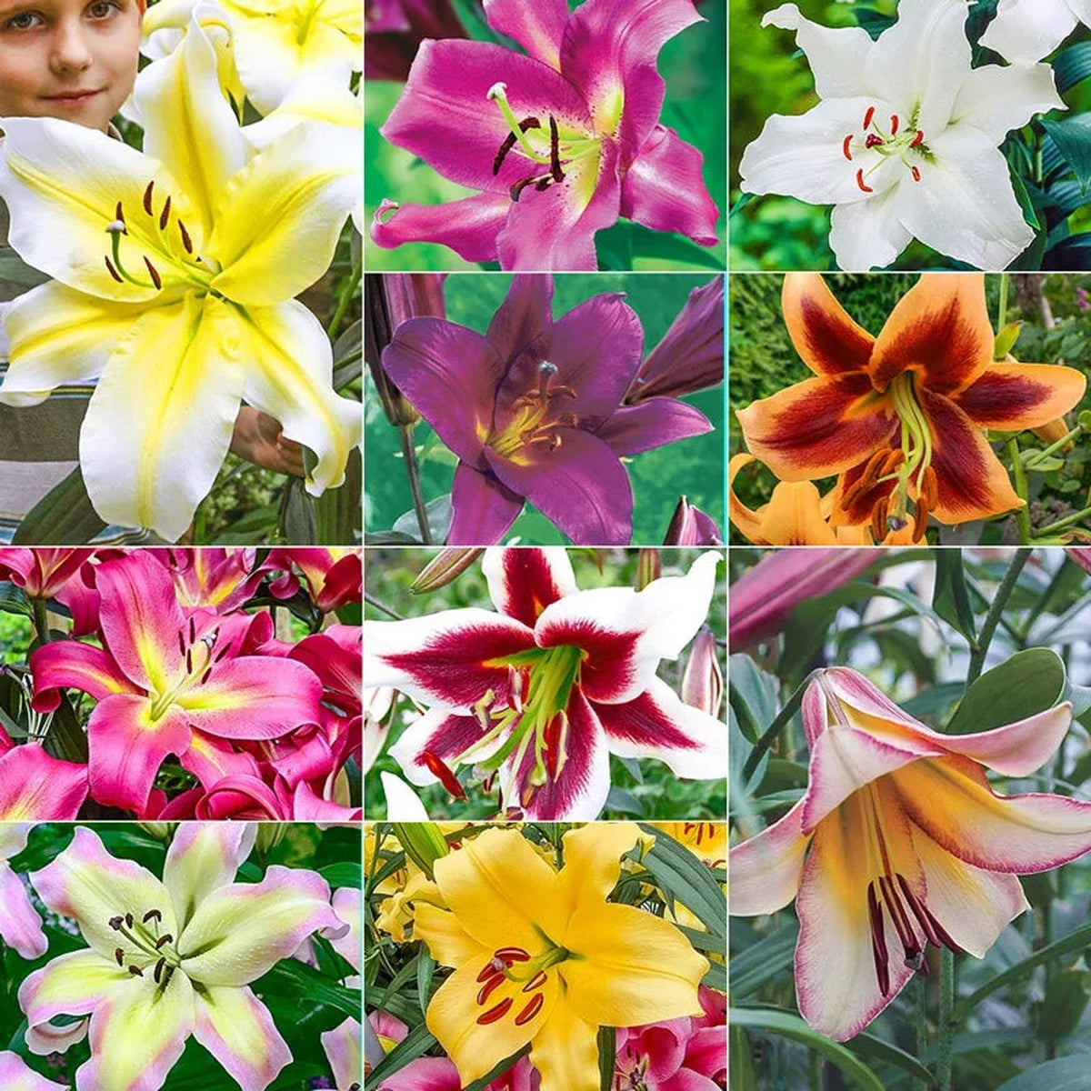 Ultimate Lily Tree Collection