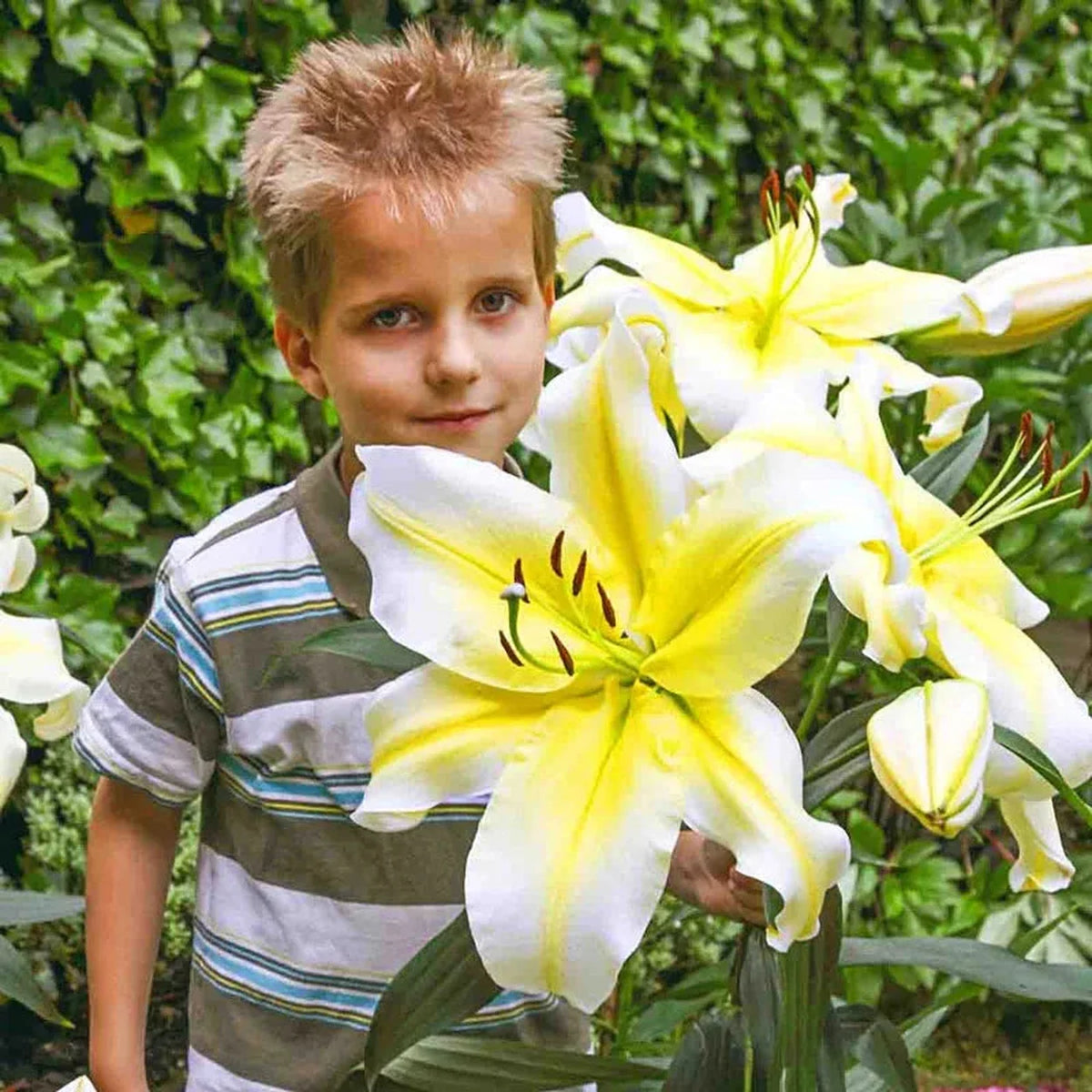 Ultimate Lily Tree Collection