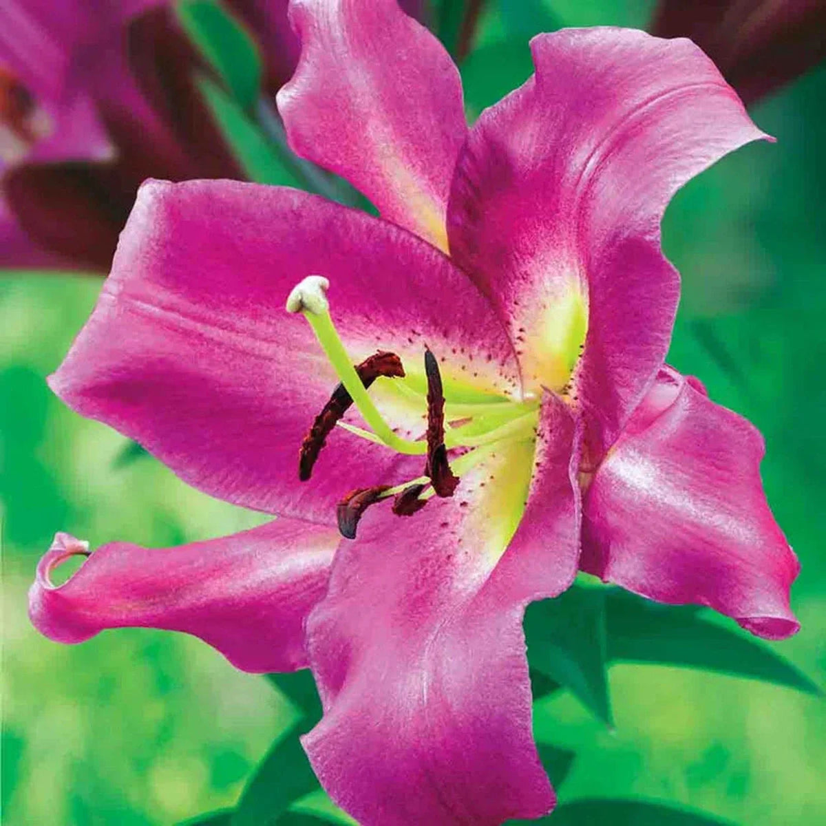 Ultimate Lily Tree Collection