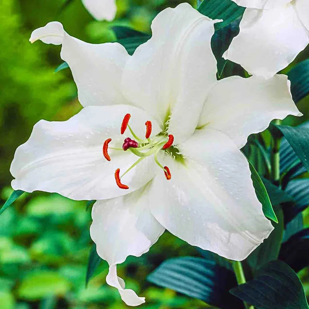 Ultimate Lily Tree Collection