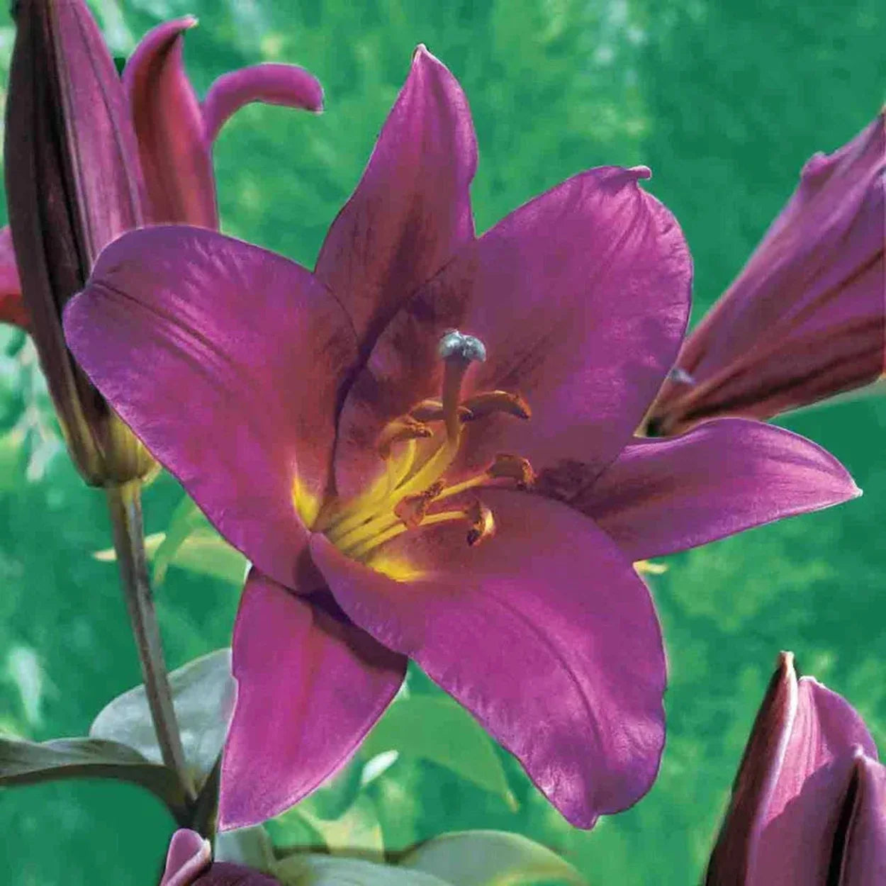 Ultimate Lily Tree Collection