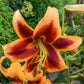 Ultimate Lily Tree Collection