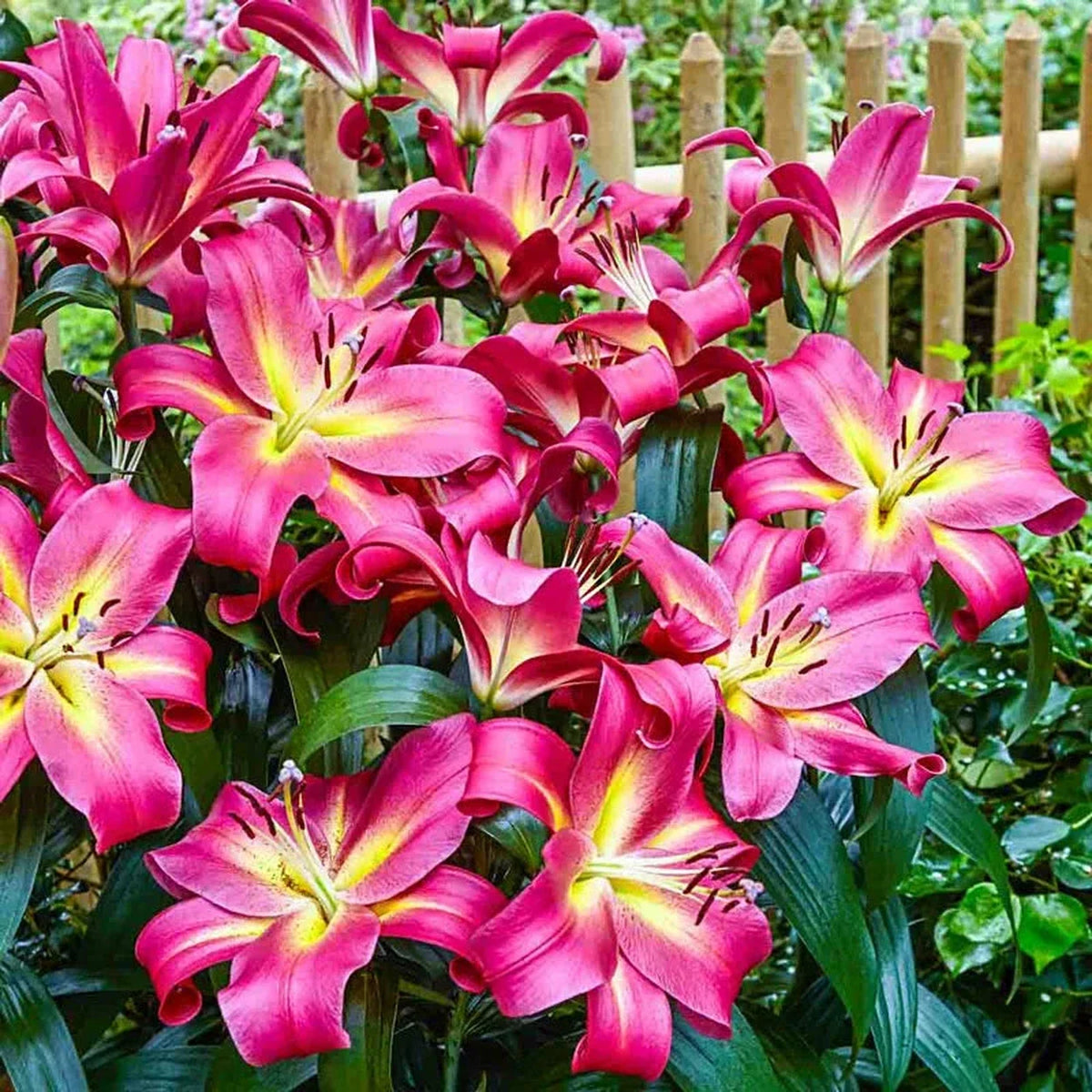 Ultimate Lily Tree Collection
