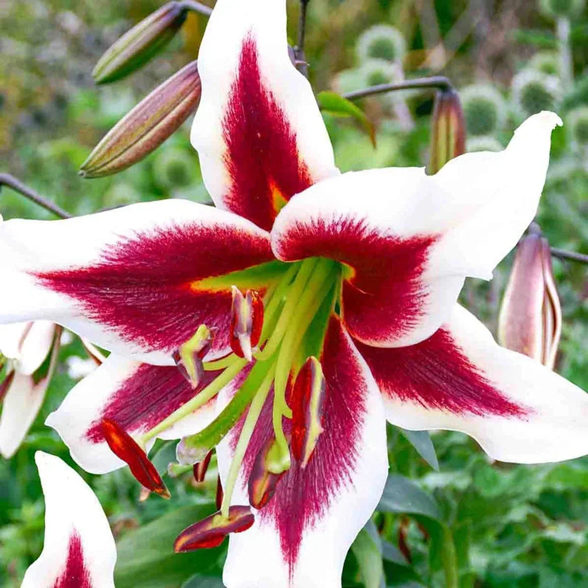Ultimate Lily Tree Collection