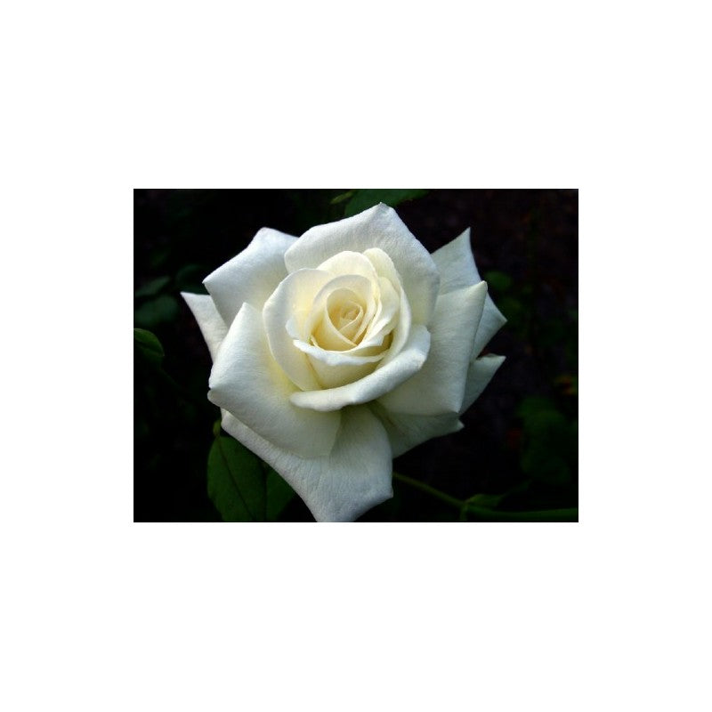 White Rose Seedlings Flower Seeds Perennial Growing Bonsai Corms Tubers Potted Planting Reblooming Fragrant Garden Roots Rhizomes Species Blooms Plant Bulbs Gardening Tree