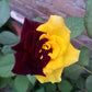 Rare Twin Red Yellow Rose Seeds