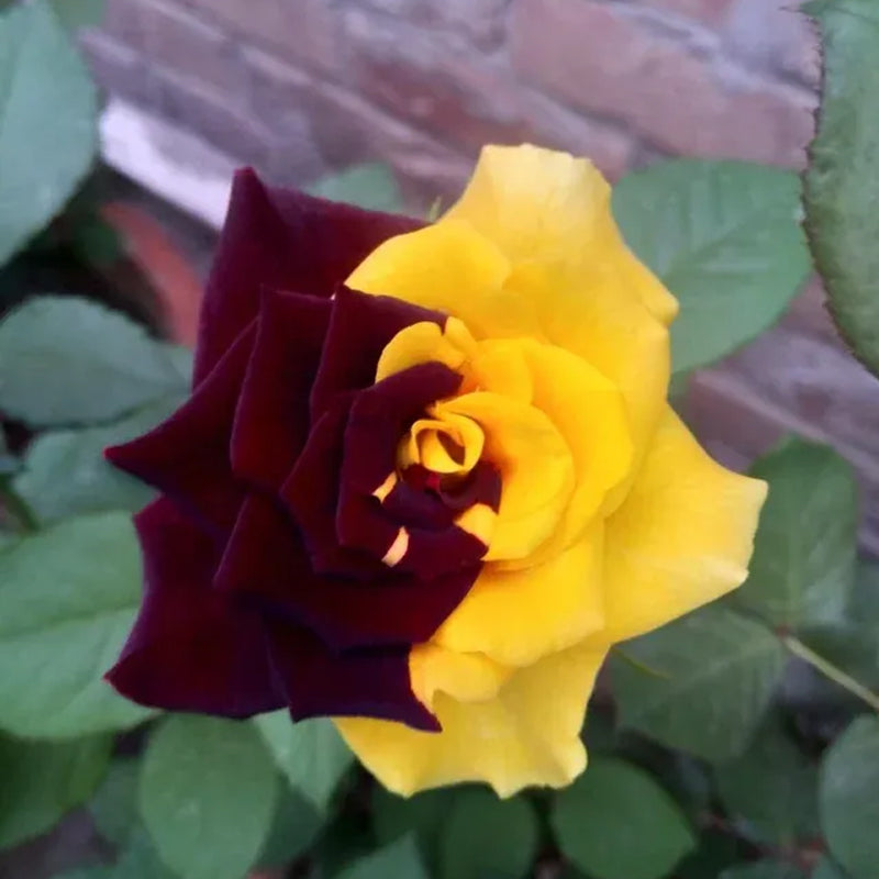 Rare Twin Red Yellow Rose Seeds