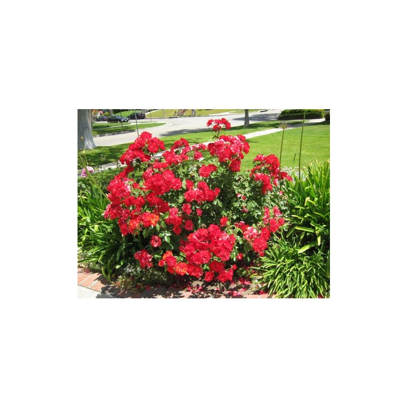 Red Rose Seedlings Flower Seeds Perennial Growing Bonsai Corms Tubers Potted Planting Reblooming Fragrant Garden Roots Rhizomes Species Blooms Plant Bulbs Gardening Tree