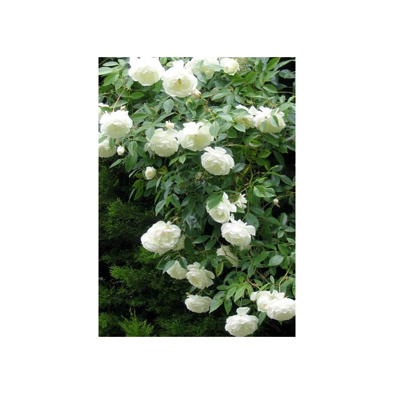White Climbing Rose Seedlings Flower Seeds Perennial Growing Bonsai Corms Tubers Potted Planting Reblooming Fragrant Garden Roots Rhizomes Species Blooms Plant Bulbs Gardening Tree