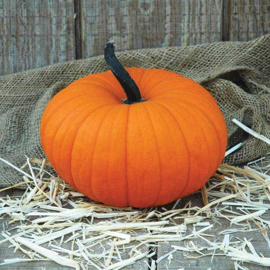 Pumpkin Flatso F1 Seed