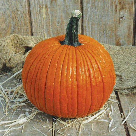 Pumpkin Mrs. Wrinkles F1 Seed