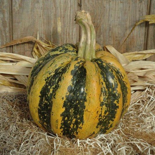 Squash American Tondo Seed