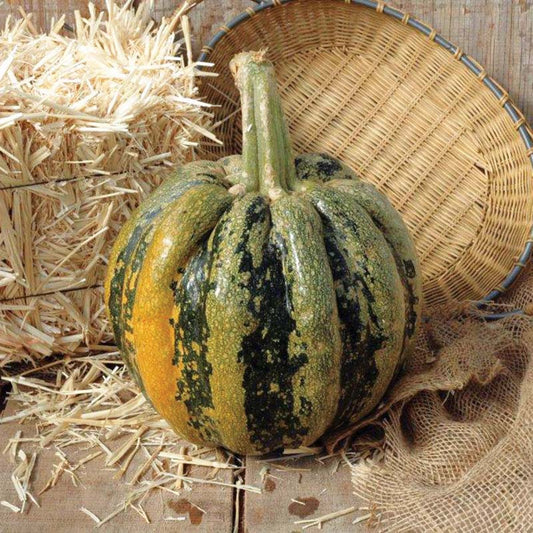 Squash American Tondo Seed