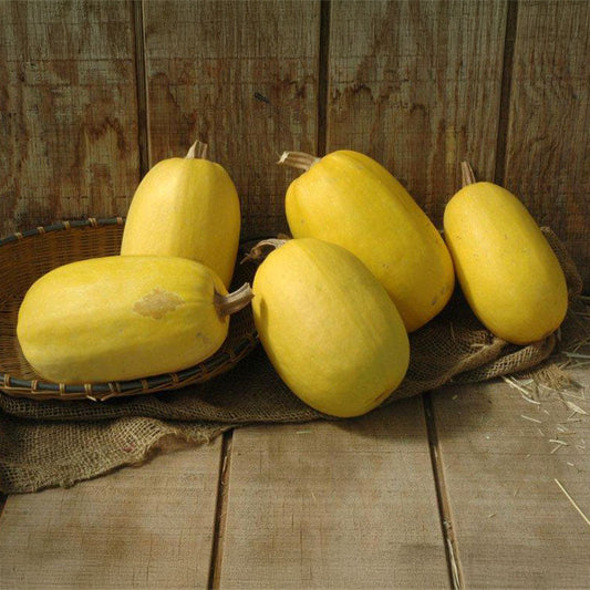 Squash Primavera F1 Seed