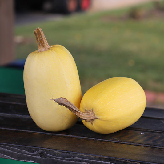 Squash Primavera F1 Seed
