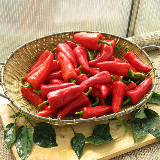 Pepper Sweety F1 Seed