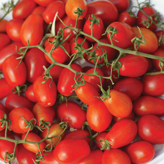 Tomato Smarty F1 Seed