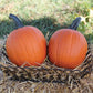 Pumpkin Mischief F1 Seed
