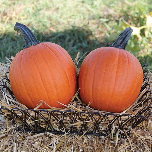 Pumpkin Mischief F1 Seed