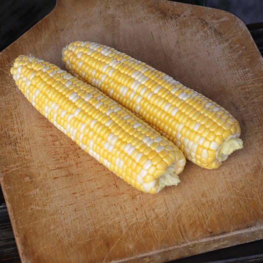 Sweet Corn Honey 'N Pearl F1 Seed