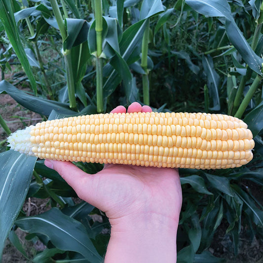 Sweet Corn Illini Xtra-Sweet F1 Seed