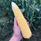 Sweet Corn Illini Xtra-Sweet F1 Seed