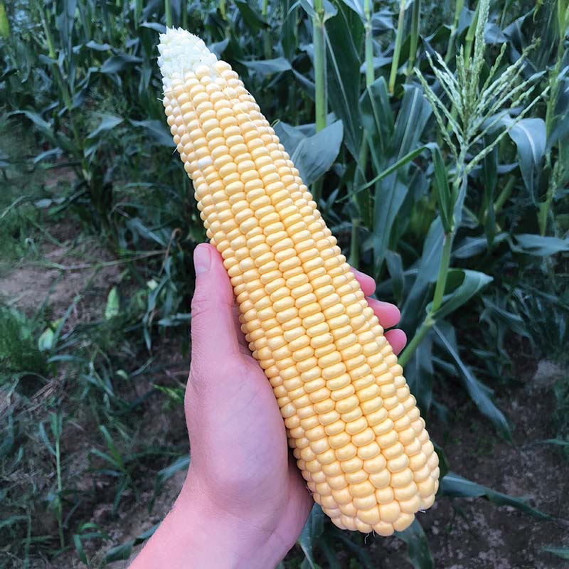 Sweet Corn Illini Xtra-Sweet F1 Seed