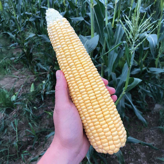 Sweet Corn Illini Xtra-Sweet F1 Seed